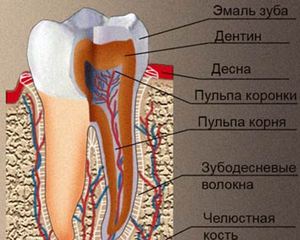Mô tả cấu trúc của răng người
