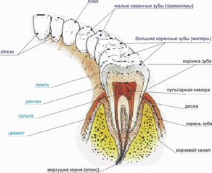 Mô tả cấu trúc chân răng của con người
