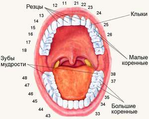 Số lượng của nha khoa